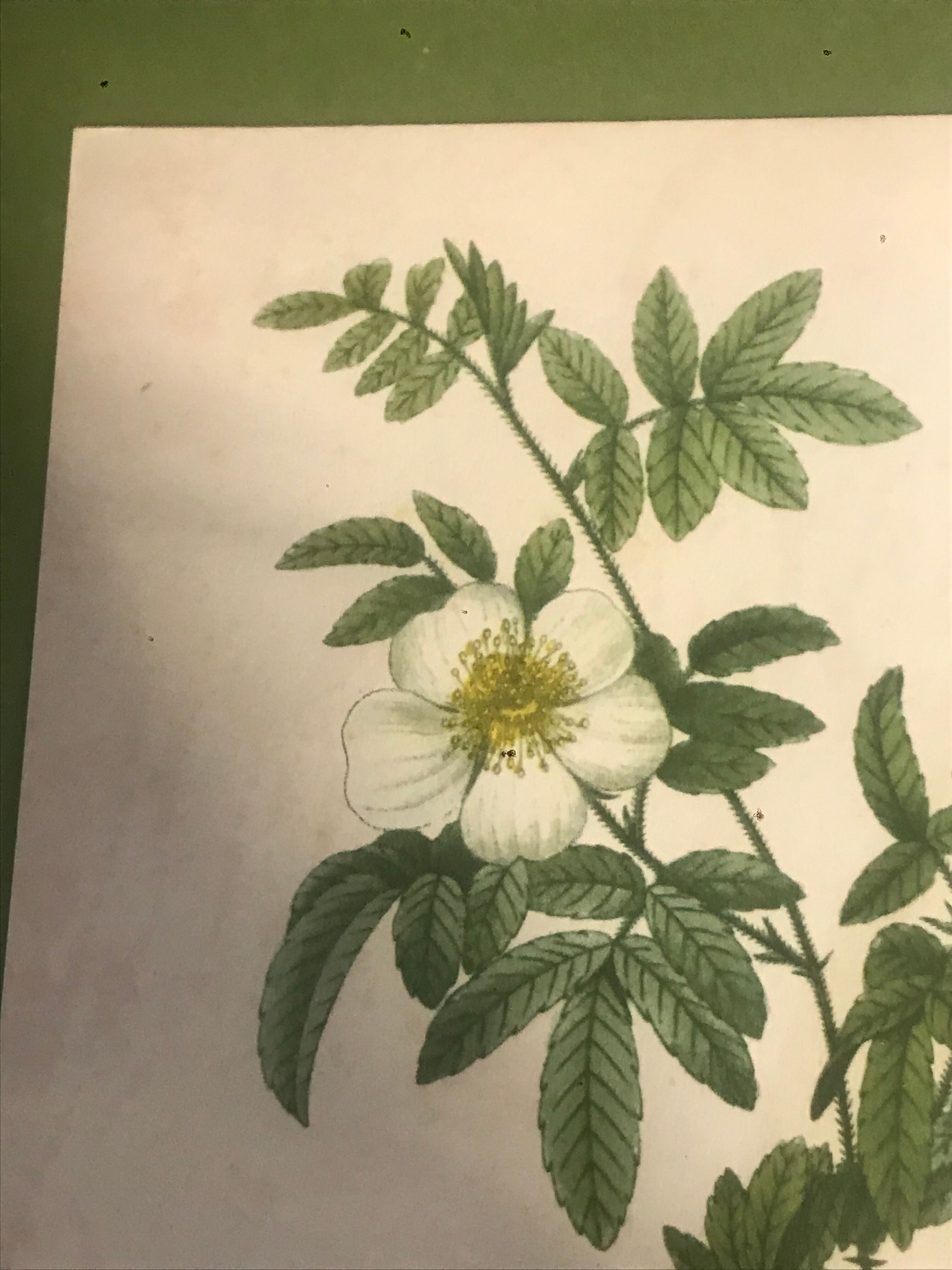 Botanical illustration