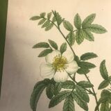 Botanical illustration