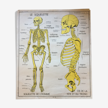 Carte d’école rossignol, le squelette et l’excrétion