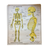 Map of school Rossignol, the skeleton and excretion