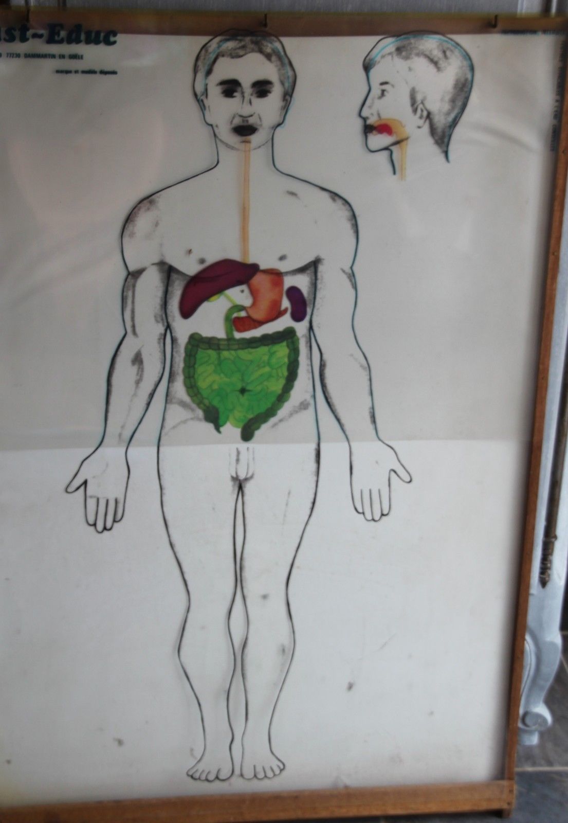 Boards of the human body medicine or school