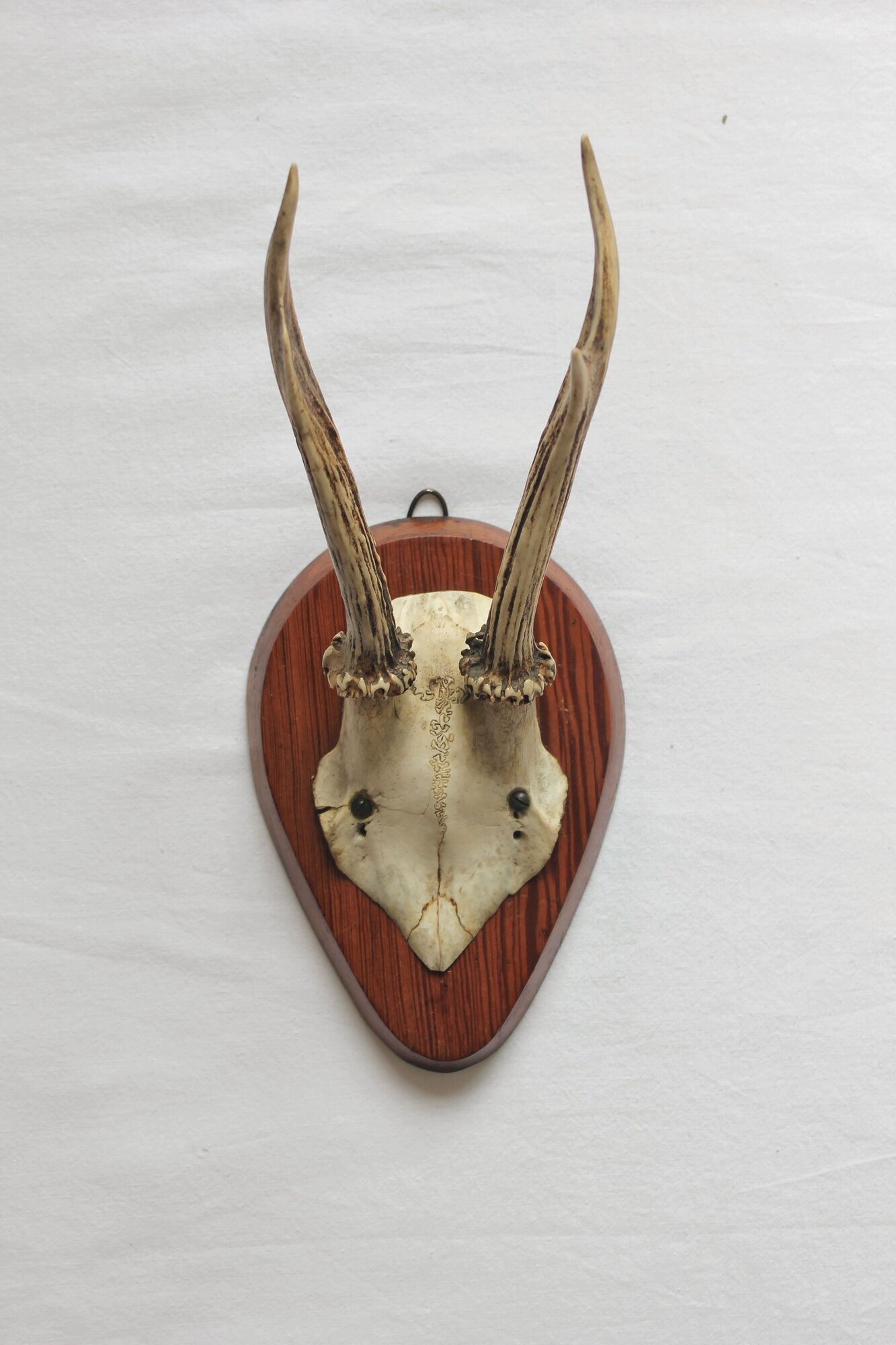 Curiosity Cabinet Hunting Trophy on Vintage Wooden Base