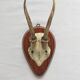 Curiosity Cabinet Hunting Trophy on Vintage Wooden Base