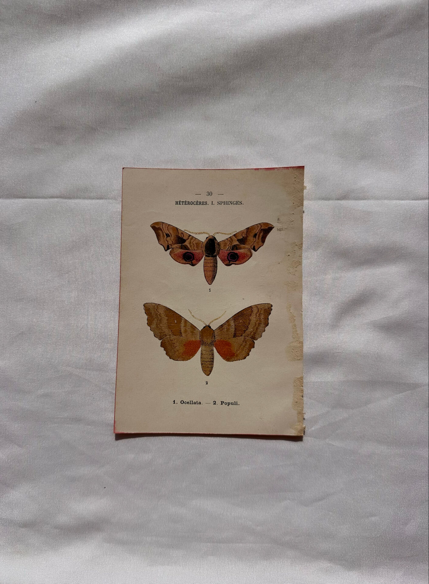 Gravure naturaliste  Papillon 19eme affiche botanique originale 1800