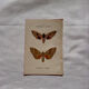 Gravure naturaliste  Papillon 19eme affiche botanique originale 1800