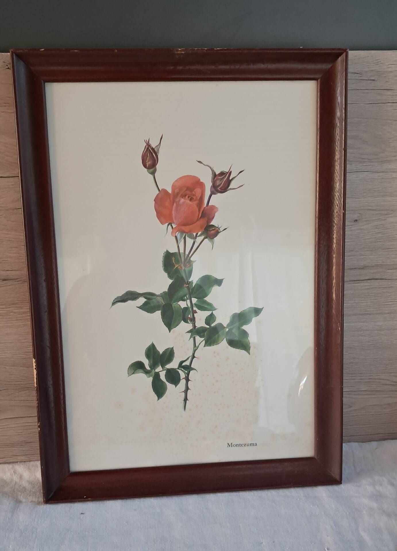Framed botanical print — Montezuma Rose by Lotte Günthart, 1976
