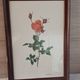 Framed botanical print — Montezuma Rose by Lotte Günthart, 1976