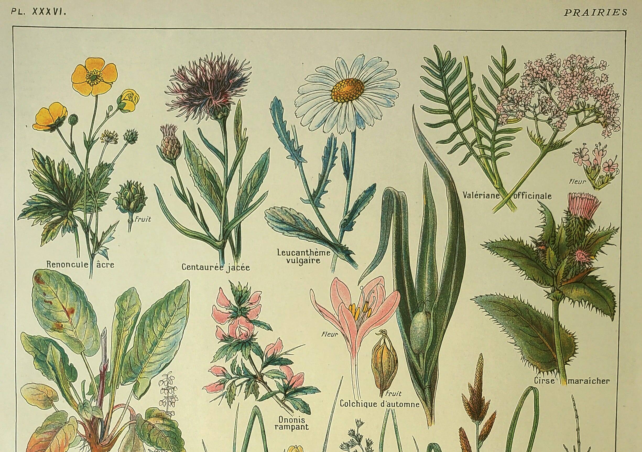 Botanical plate 1921 by Dessertenne. Prairie flora (2) Engraving. old