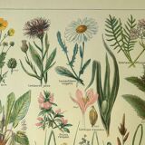 Botanical plate 1921 by Dessertenne. Prairie flora (2) Engraving. old