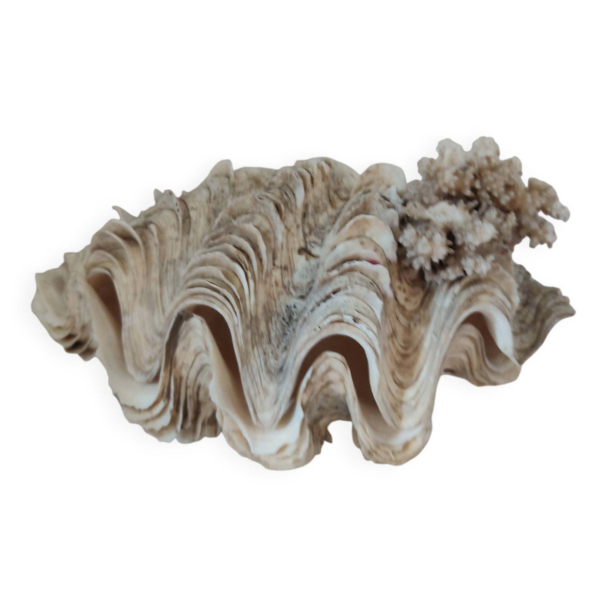 Ancient coral scallop shell