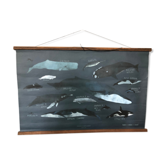 Marine animals poster