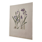Old botanical illustrator