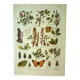 Old lithograph 1921 M. Dessertenne - Lucerne - botanical plate