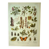 Old lithograph 1921 M. Dessertenne - Lucerne - botanical plate