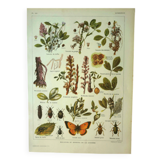 Lithographie ancienne 1921 M. Dessertenne - Luzerne - planche botanique