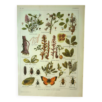 Lithographie ancienne 1921 M. Dessertenne - Luzerne - planche botanique