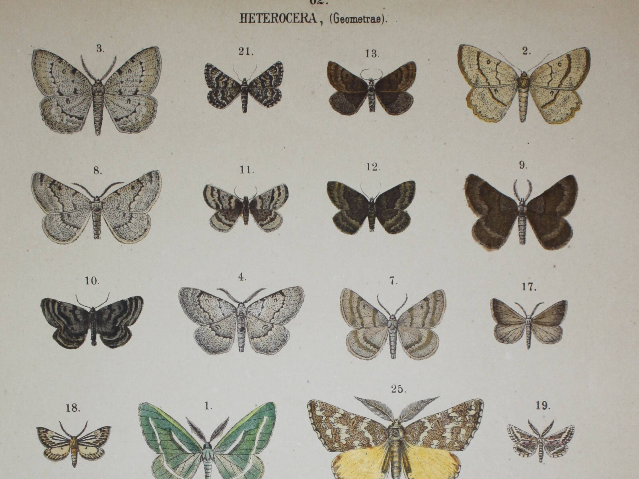 Engraving of Butterflies - Old lithograph from 1887 - Benesignata - Entomological illustration
