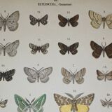 Engraving of Butterflies - Old lithograph from 1887 - Benesignata - Entomological illustration