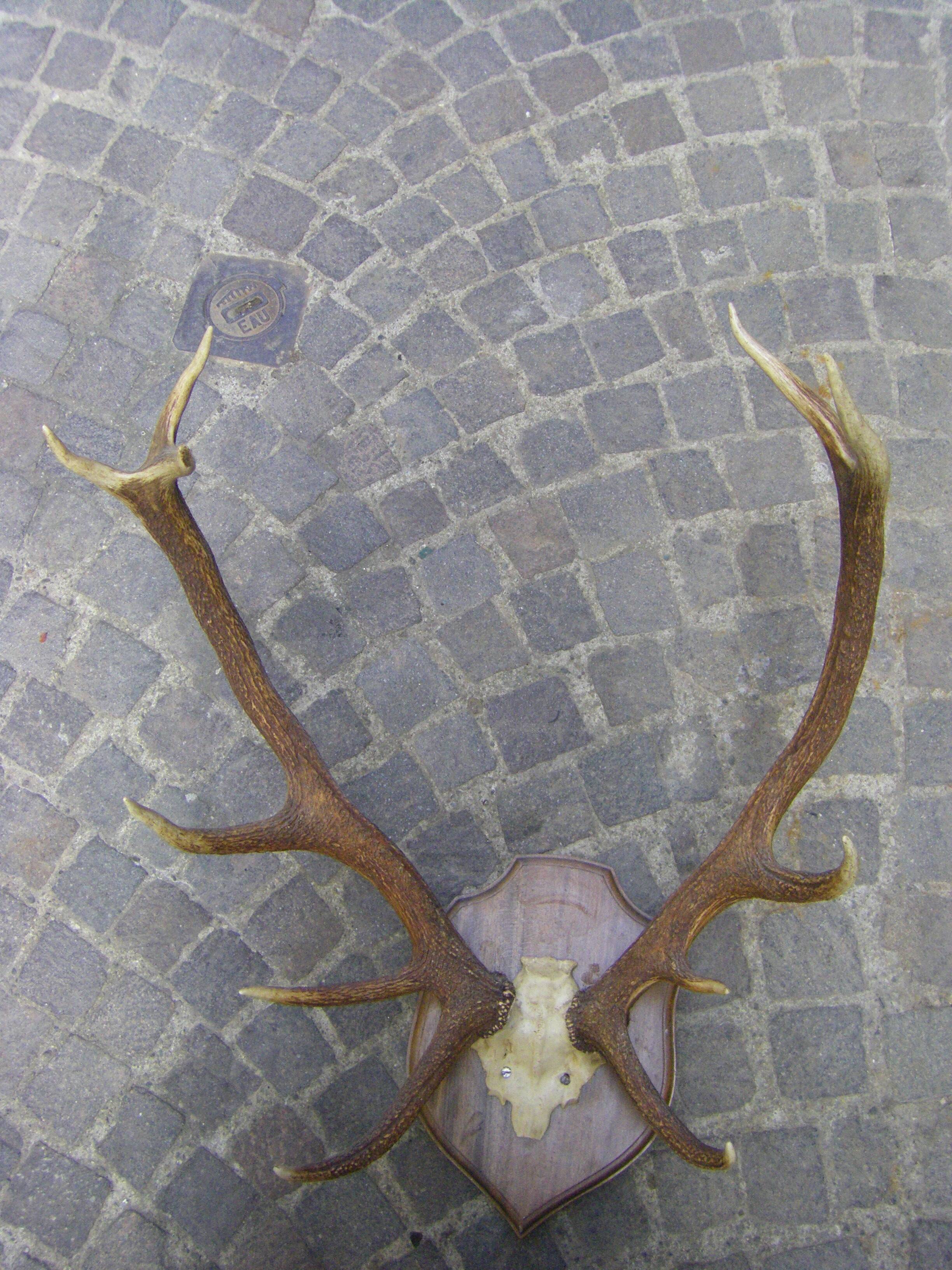 Bois de cerf