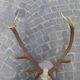 Bois de cerf