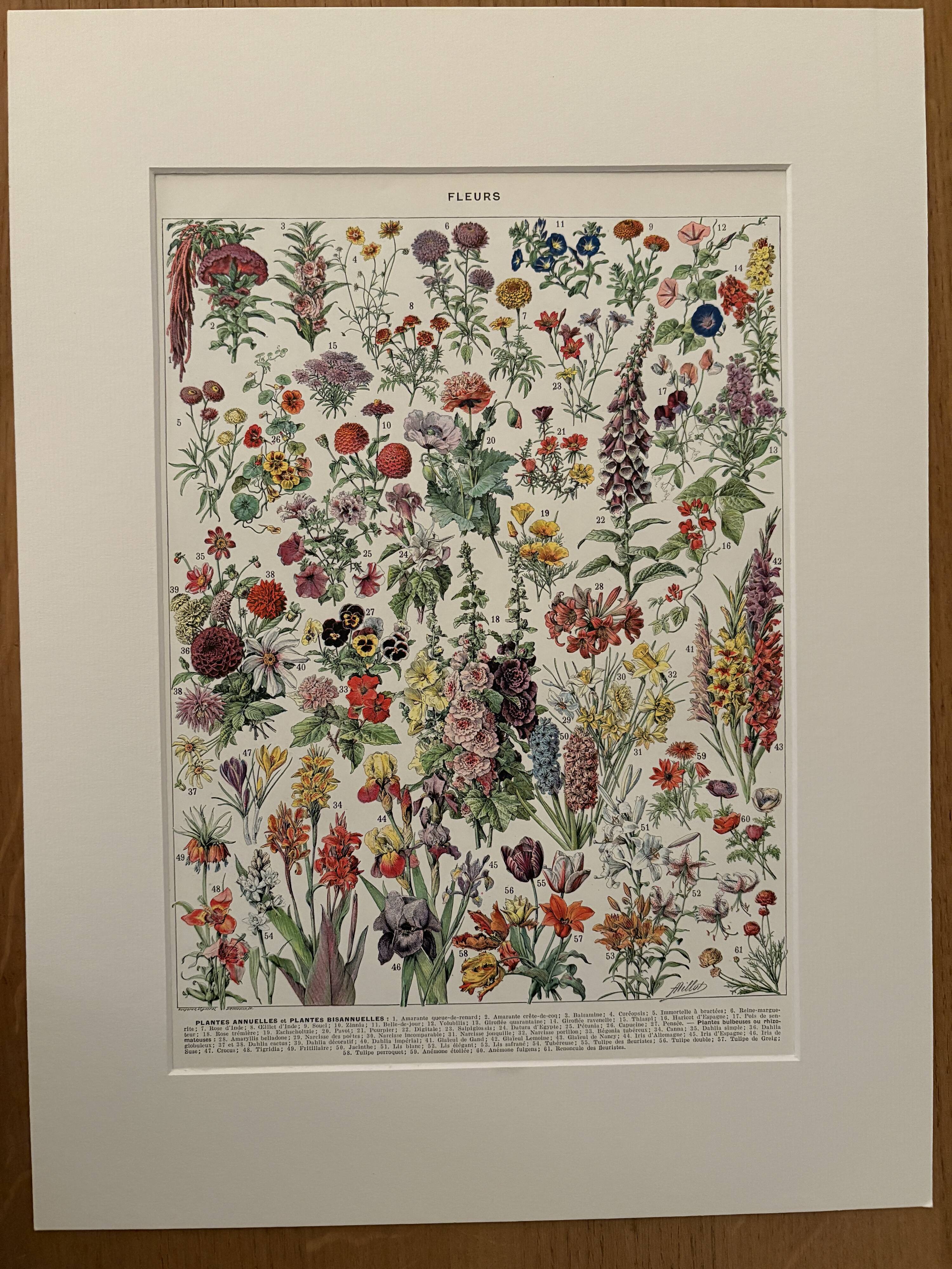 Vintage illustrated plate of flowers (annuals and biennials) – 1930