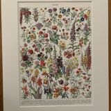 Planche illustrée vintage sur les fleurs (annuelles et bisannuelles) – 1930