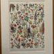Vintage illustrated plate of flowers (annuals and biennials) – 1930