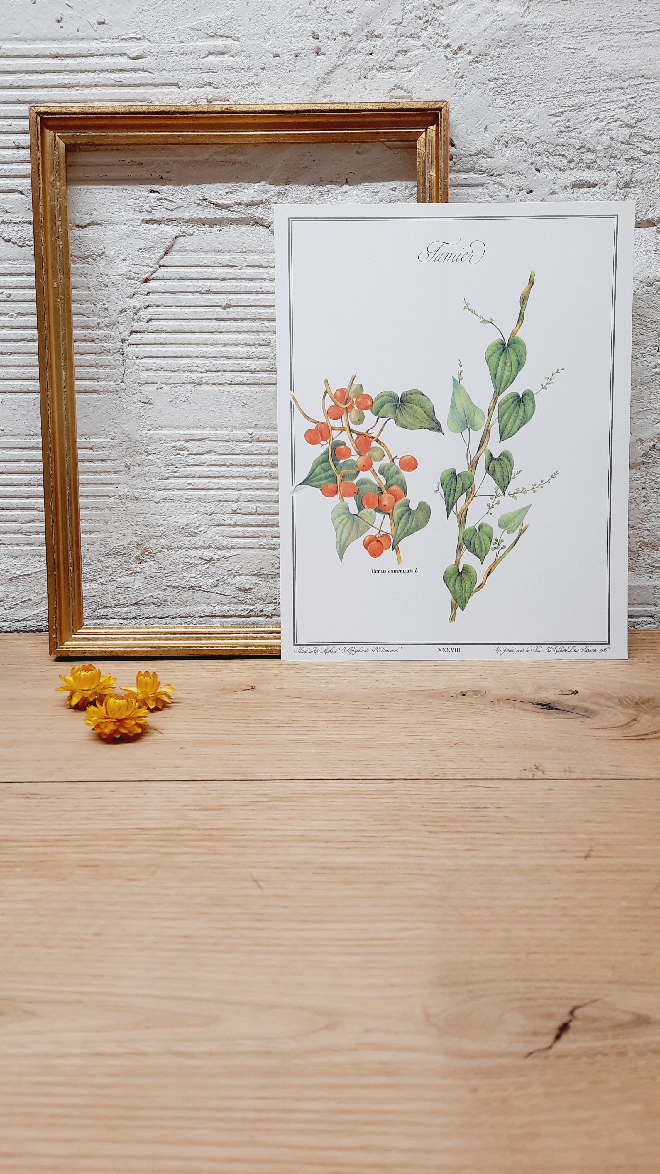 Tamier botanical plank