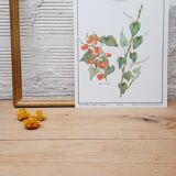 Tamier botanical plank