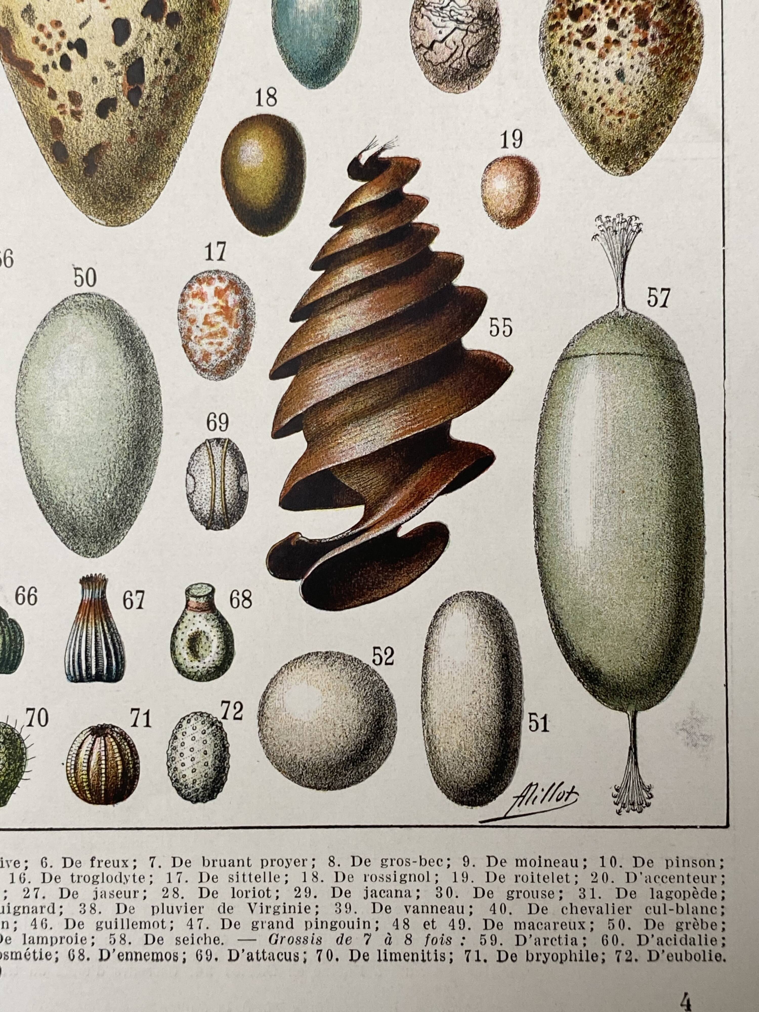 Old illustration Millot "eggs"