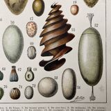 Illustration ancienne Millot "oeufs"