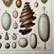 Illustration ancienne Millot "oeufs"