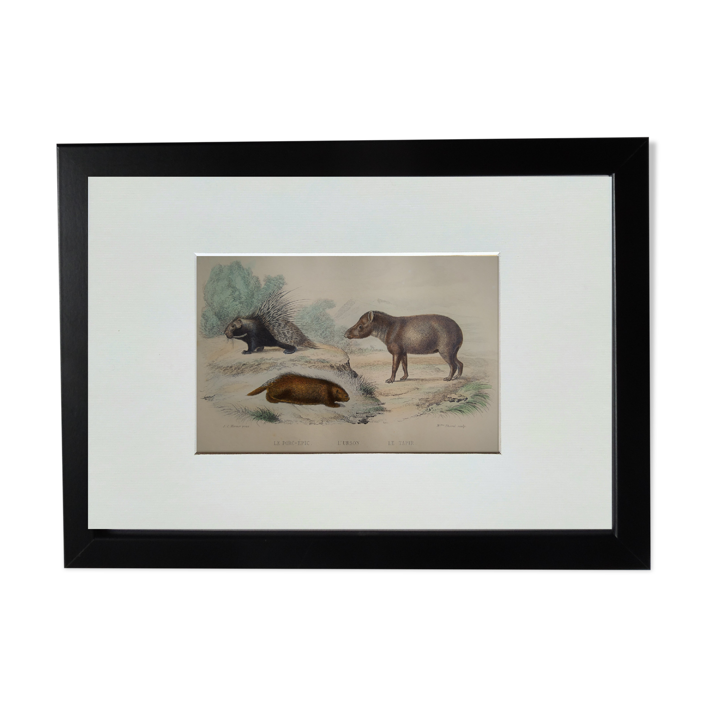 Planche zoologique originale " porc-épic, urson, tapir - buffon 1838