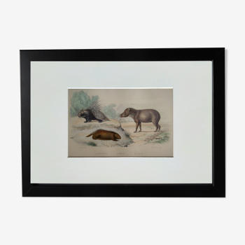 Planche zoologique originale " porc-épic, urson, tapir - buffon 1838