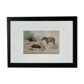 Original zoological plate "porcupine, bear, tapir" - Buffon 1838