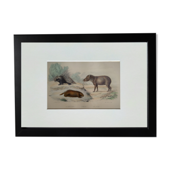 Planche zoologique originale " porc-épic, urson, tapir - buffon 1838