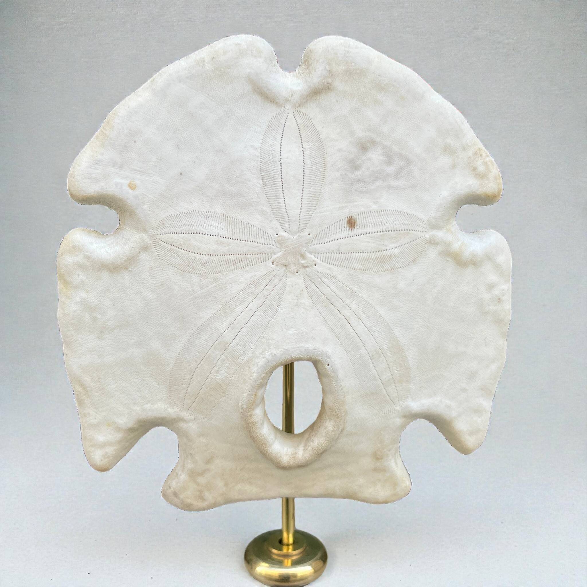 Old test of white sand dollar sea urchin on a wooden base curiosities
