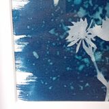 Cyanotype original avec cadre profond noir