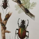 Ancient insect board