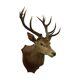 Old Deer Head Mounted Red Deer with Antlers 14-Ender Taxidermy Trophy