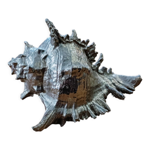 Coquillage argenté