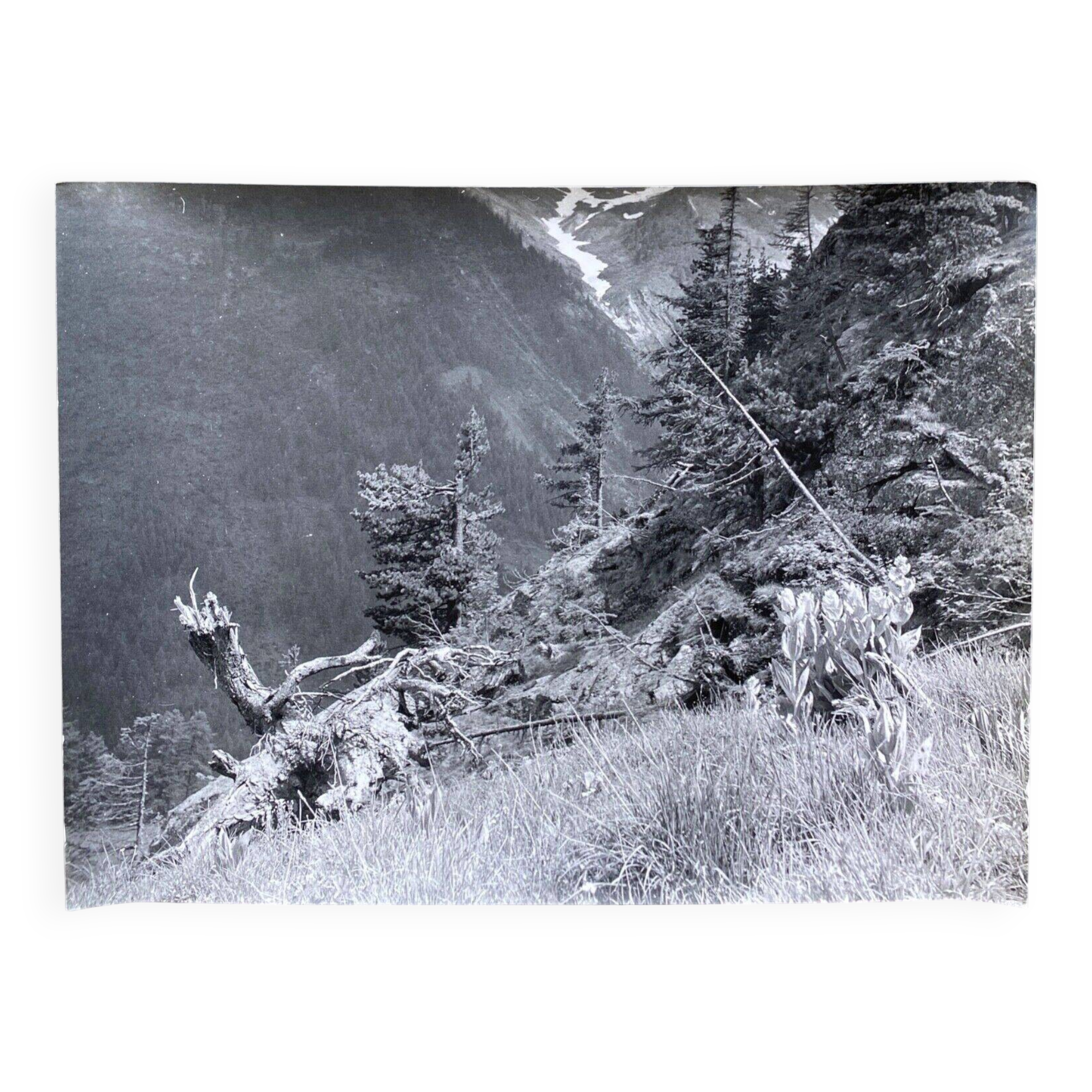 Silver photo Bernard Darot XXth Spring in the mountains