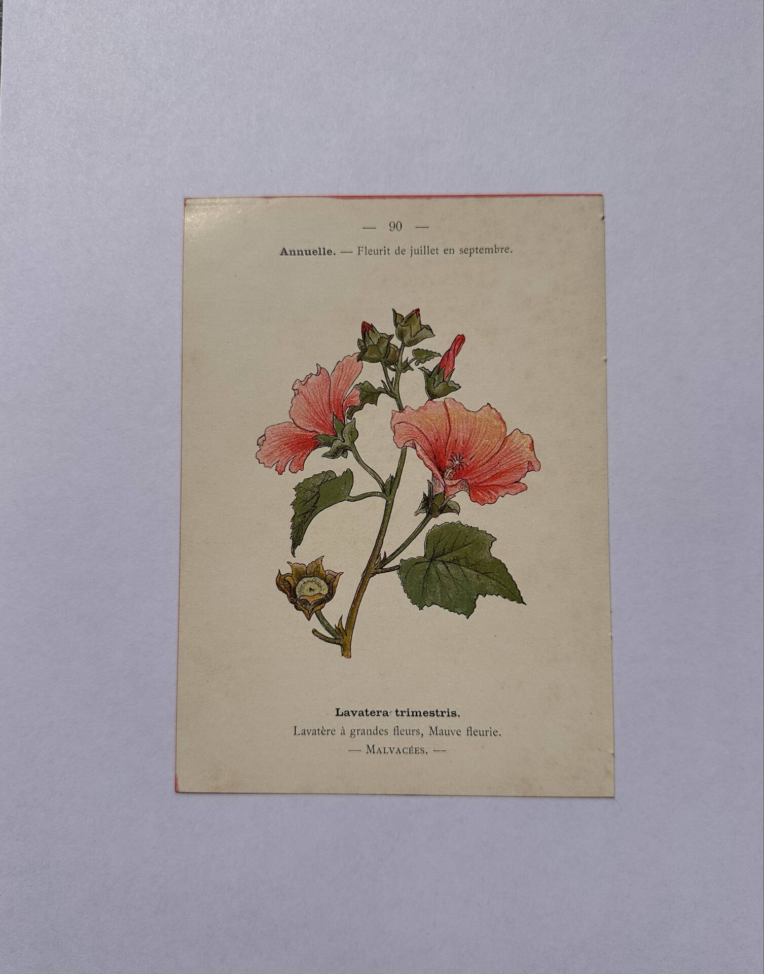 19th-century botanical engraving naturalist poster French flower wine