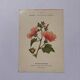 19th-century botanical engraving naturalist poster French flower wine