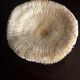 Corail ancien