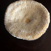 Corail ancien