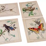 Set of 4 posters Birds, Butterflies, Nest..