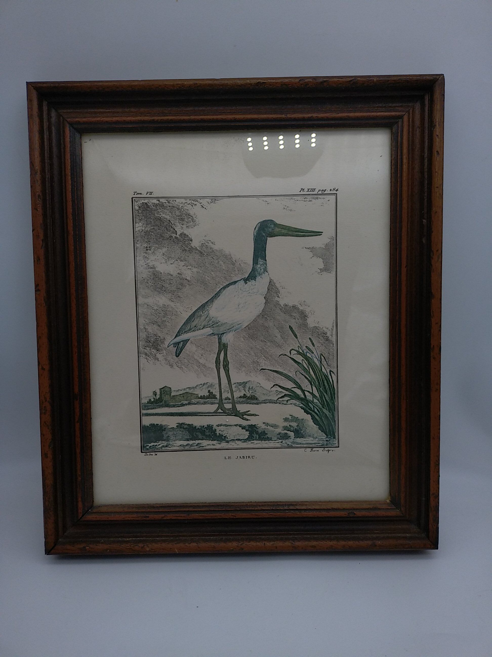 2 planches encadrés, la caille et le jabiru, buffon