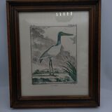 2 framed plates, quail and jabiru, buffon