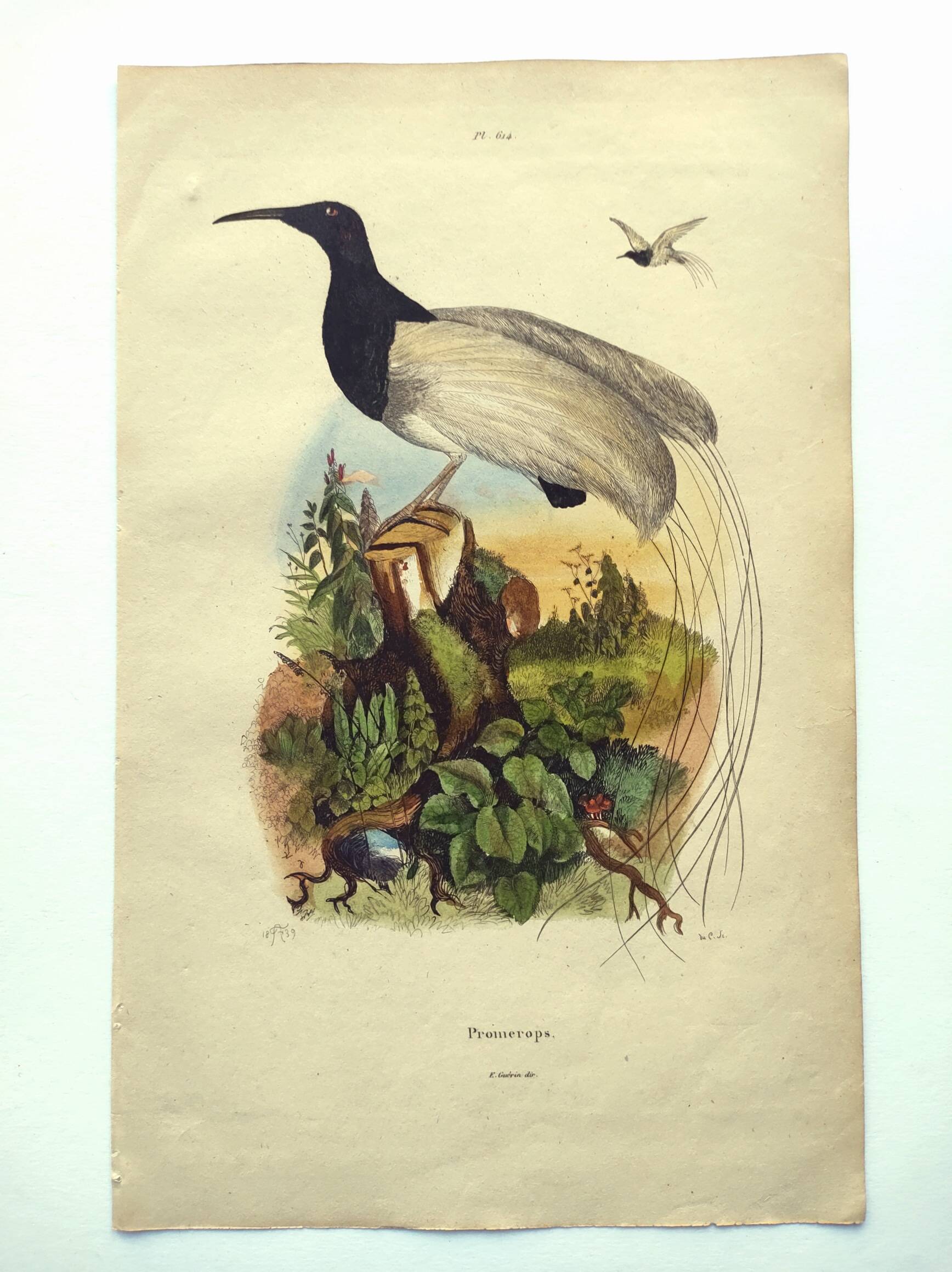 Antique engraving from 1839 -Promerops bird- hand-colored, by DuCasse